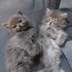 BKH / BLH - Kitten Kätzchen Katzenbabies Babys