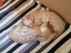 Bengal-Siam Mix Kitten 