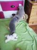 Bkh  kitten  haben  bald  ihre  köfferchen  gepackt