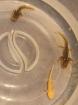 Junge Axolotl Abzugeben