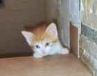 Wunderschöne EKH Kitten