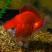 Verfügbare Aquarien-fische.