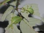 Wandelnde Blätter (Phyllium philippinicum)