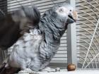 Timneh Graupapagei gesucht
