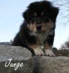 Reinrassige Australian Shepherd Welpen black-tri und red-tri