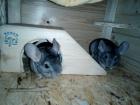 3 männliche Chinchillas abzuegbe