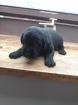 Labrador Welpen 