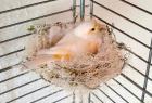 Kanarienvogel entflogen 