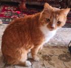 Porto - Hübscher, entspannter Schmusekater Porto sucht neues Zuhause