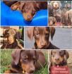 Dobermann Welpen 