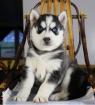 Siberian Husky Welpen zu verkaufen