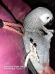 Graupapagei 0.1 henne gesucht 