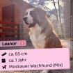 Leanor (w), 1 Jahr, 65 cm, Slowakei