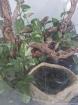 3 Kornnattern mit Terrarium