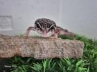 Leopardgecko MssBn Eclipse aus 2024