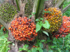 Zu verkaufen rohes und raffiniertes Palmöl, Sonnenblumenöl