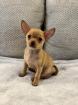 Chihuahua Welpen (m.) suchen liebevolles Zuhause