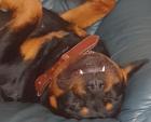 Rottweiler Rüde 10 Monate