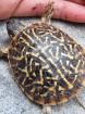 Terrapene ornata ornata eigene NZ 2024