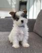 Bezaubernder Biewer Yorkshire Terrier Welpe sucht neues Zuhause.