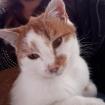 Claudio, Lucia & Wesley - Trio sucht dringend ein Zuhause! (aus dem Tierschutz)