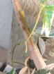 Phelsuma grandis - Madagaskar Taggecko