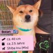Botan (m), 2,5 Jahre, 40cm, Slowakei (NB)