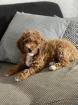 Lagotto-Zwergpudel