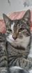Junger Kater abzugeben