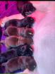 Showline Labrador husky Welpen