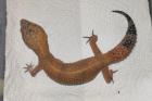 Leopardgeckos