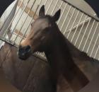 Beistellpferd sucht liebevolles Zuhause