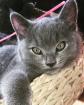 Russisch Blau BKH Kitten
