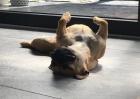 Zuckersüße Luna sucht ein neues Zuhause!