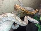 1,1 Hog Island Boas, Boa constrictor imperator 