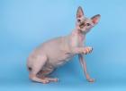 Reinrassige Sphynx Katze (Stammbaum)