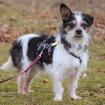 PANDASCH -  männlich  5 Jahre  27 cm  5 kg  Yorki-Mix  Gechipt  Kastriert