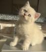 Bkh kitten  Kristall blauen Augen