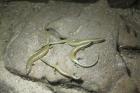 Chalcides ocellatus, Gefleckter Walzenskink 0,0,5