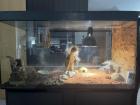 Leopardgeckos & Terarrium