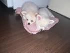 Pomchi Welpen