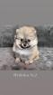 Zwergspitz Pomeranian Welpen 