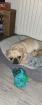 Mops Welpe 17 Wochen