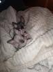 Sphynx Kitten 