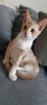 Babykater 13 Wochen