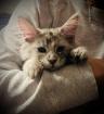 Maine Coon Kitten black silver torbie und red silver sehr hell mit Stammbaum