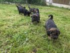 Schäfer -Berner Sennenhund Mix Welpen