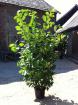 Heckenpflanzen Kirschlorbeer , Eibe , Taxus , Glanzmispel , Thuja