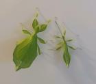Wandelndes Blatt  Phyllium philippinicum Nymphen !