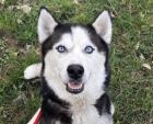 Valhalla - freundliche Husky-Mix Dame